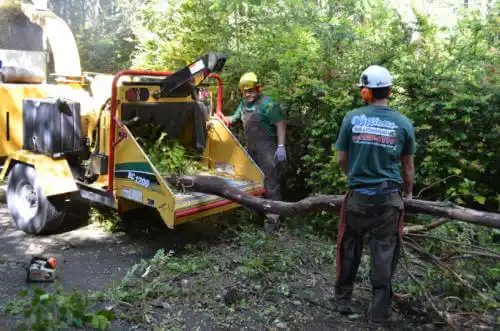 tree services Rainbow